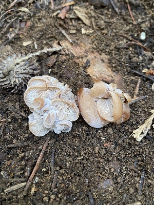  ( - FDS-CA-07522)  @11 [ ] c (2024) Marinna Grijalva Fungal Diversity Survey