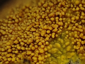  (Meruliaceae - FDS-CA-08042)  @11 [ ] by (2024) Mandy Hackney Fungal Diversity Survey