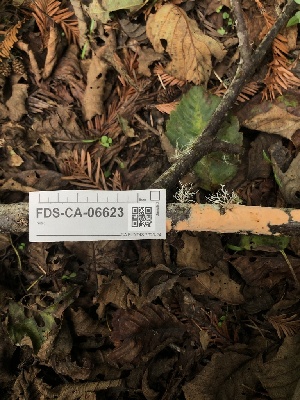  ( - FDS-CA-06623)  @11 [ ] by (2024) Justin Paulin Fungal Diversity Survey