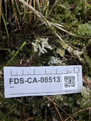  ( - FDS-CA-08513)  @11 [ ] by-nc (2024) Dean Lyons Fungal Diversity Survey