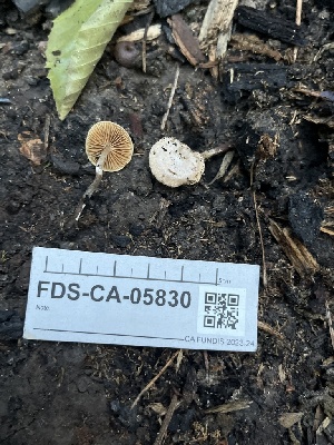  ( - FDS-CA-05830)  @11 [ ] by-nc (2024) Dean Lyons Fungal Diversity Survey