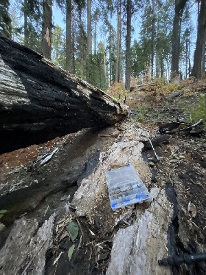  ( - FDS-CA-05830)  @11 [ ] by-nc (2024) Dean Lyons Fungal Diversity Survey