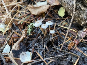  ( - FDS-CA-07540)  @11 [ ] c (2024) Marinna Grijalva Fungal Diversity Survey