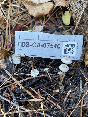  ( - FDS-CA-07540)  @11 [ ] c (2024) Marinna Grijalva Fungal Diversity Survey