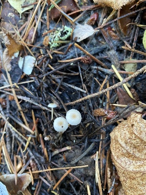  ( - FDS-CA-07540)  @11 [ ] c (2024) Marinna Grijalva Fungal Diversity Survey