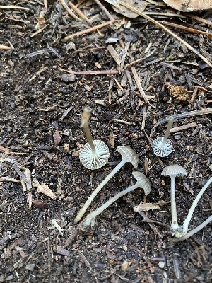  ( - FDS-CA-07520)  @11 [ ] c (2024) Marinna Grijalva Fungal Diversity Survey
