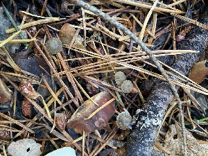  ( - FDS-CA-07520)  @11 [ ] c (2024) Marinna Grijalva Fungal Diversity Survey