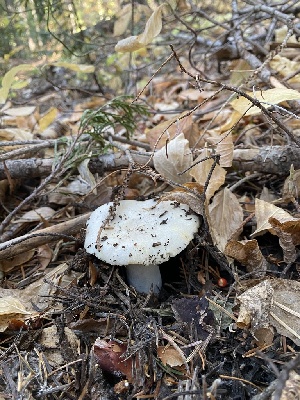  ( - FDS-CA-07541)  @11 [ ] c (2024) Marinna Grijalva Fungal Diversity Survey