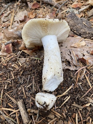  ( - FDS-CA-07541)  @11 [ ] c (2024) Marinna Grijalva Fungal Diversity Survey