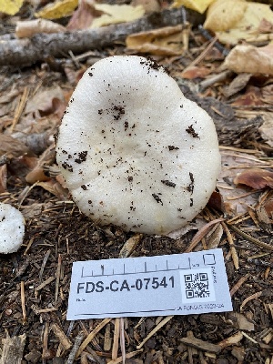  ( - FDS-CA-07541)  @11 [ ] c (2024) Marinna Grijalva Fungal Diversity Survey