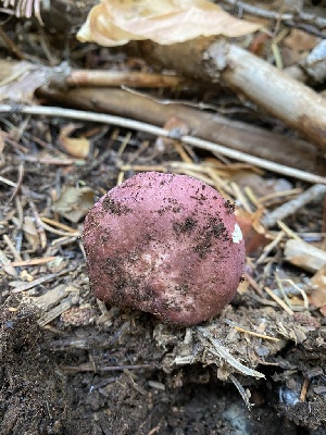  ( - FDS-CA-07517)  @11 [ ] c (2024) Marinna Grijalva Fungal Diversity Survey