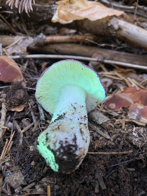  ( - FDS-CA-07517)  @11 [ ] c (2024) Marinna Grijalva Fungal Diversity Survey