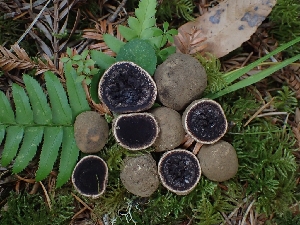 ( - FDS-CA-07609)  @11 [ ] by-nc (2024) Sadie Hickey Fungal Diversity Survey