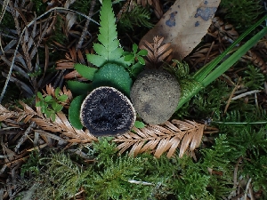  ( - FDS-CA-07609)  @11 [ ] by-nc (2024) Sadie Hickey Fungal Diversity Survey
