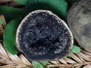  ( - FDS-CA-07609)  @11 [ ] by-nc (2024) Sadie Hickey Fungal Diversity Survey