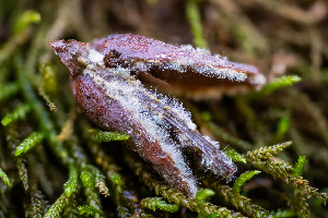  ( - FDS-CA-06927)  @11 [ ] by-nc (2024) Dean Lyons Fungal Diversity Survey