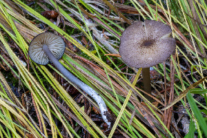  (Entoloma sp. CA68 - FDS-CA-05831)  @11 [ ] by-nc (2024) Dean Lyons Fungal Diversity Survey