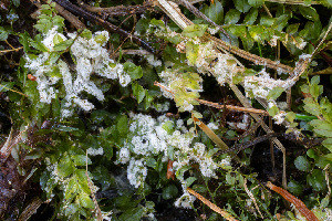  ( - FDS-CA-08513)  @11 [ ] by-nc (2024) Dean Lyons Fungal Diversity Survey