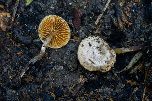  ( - FDS-CA-05830)  @11 [ ] by-nc (2024) Dean Lyons Fungal Diversity Survey
