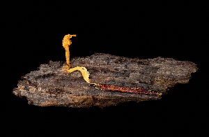  (Ophiocordyceps sp. CA01 - FDS-CA-06626)  @11 [ ] by (2024) Justin Paulin Fungal Diversity Survey