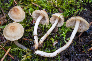  (Inocybe sp. sindonia-PNW24 - FDS-CA-08504)  @11 [ ] by-nc (2024) Dean Lyons Fungal Diversity Survey