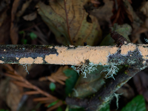  ( - FDS-CA-06623)  @11 [ ] by (2024) Justin Paulin Fungal Diversity Survey