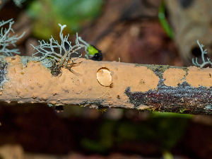  ( - FDS-CA-06623)  @11 [ ] by (2024) Justin Paulin Fungal Diversity Survey