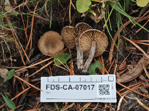  (Inocybe sp. IN86 - FDS-CA-07017)  @11 [ ] by-nc (2024) Fresno Mycology Society Fungal Diversity Survey