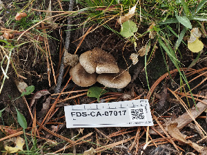 ( - FDS-CA-07017)  @11 [ ] by-nc (2024) Fresno Mycology Society Fungal Diversity Survey
