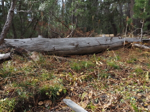  ( - FDS-CA-07017)  @11 [ ] by-nc (2024) Fresno Mycology Society Fungal Diversity Survey