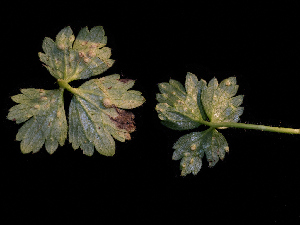  ( - FDS-CA-06627)  @11 [ ] by (2024) Justin Paulin Fungal Diversity Survey