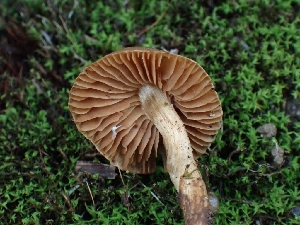  ( - FDS-CA-08037)  @11 [ ] by (2024) Mandy Hackney Fungal Diversity Survey