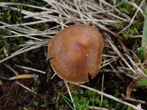  ( - FDS-CA-08037)  @11 [ ] by (2024) Mandy Hackney Fungal Diversity Survey