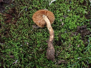  ( - FDS-CA-08037)  @11 [ ] by (2024) Mandy Hackney Fungal Diversity Survey