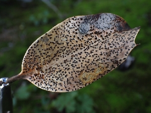  ( - FDS-CA-08048)  @11 [ ] by (2024) Mandy Hackney Fungal Diversity Survey