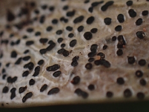  ( - FDS-CA-08048)  @11 [ ] by (2024) Mandy Hackney Fungal Diversity Survey