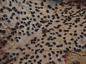  ( - FDS-CA-08048)  @11 [ ] by (2024) Mandy Hackney Fungal Diversity Survey