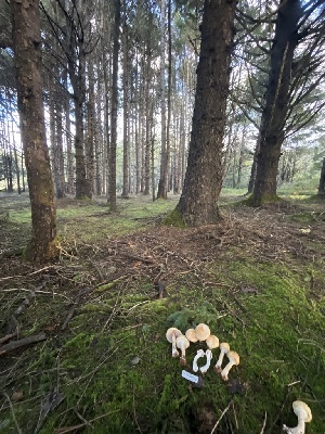  ( - FDS-CA-05836)  @11 [ ] by-nc (2024) Dean Lyons Fungal Diversity Survey