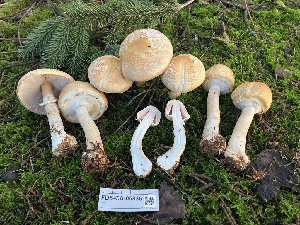  ( - FDS-CA-05836)  @11 [ ] by-nc (2024) Dean Lyons Fungal Diversity Survey