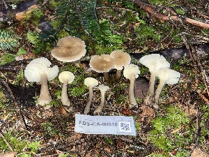  ( - FDS-CA-08510)  @11 [ ] by-nc (2024) Dean Lyons Fungal Diversity Survey