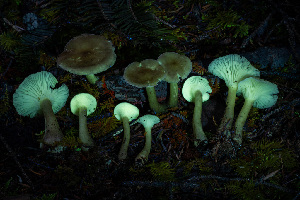  ( - FDS-CA-08510)  @11 [ ] by-nc (2024) Dean Lyons Fungal Diversity Survey