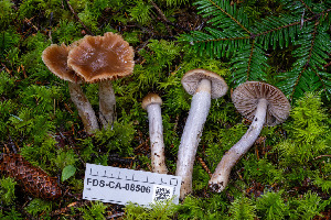  ( - FDS-CA-08506)  @11 [ ] by-nc (2024) Dean Lyons Fungal Diversity Survey
