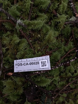  ( - FDS-CA-06628)  @11 [ ] by (2024) Justin Paulin Fungal Diversity Survey