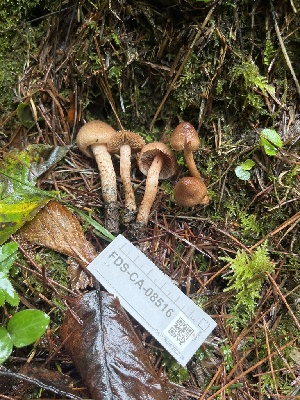  ( - FDS-CA-08516)  @11 [ ] by-nc (2024) Dean Lyons Fungal Diversity Survey