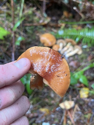  ( - FDS-CA-08531)  @11 [ ] by-nc (2024) Dean Lyons Fungal Diversity Survey