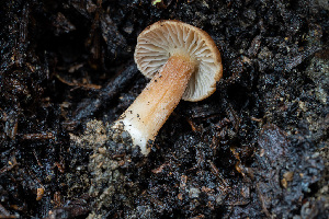  (Inocybe sp. PA09 - FDS-CA-08524)  @11 [ ] by-nc (2024) Dean Lyons Fungal Diversity Survey