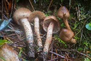  ( - FDS-CA-08516)  @11 [ ] by-nc (2024) Dean Lyons Fungal Diversity Survey