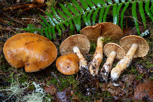  (Thaxterogaster vespertinus - FDS-CA-08531)  @11 [ ] by-nc (2024) Dean Lyons Fungal Diversity Survey