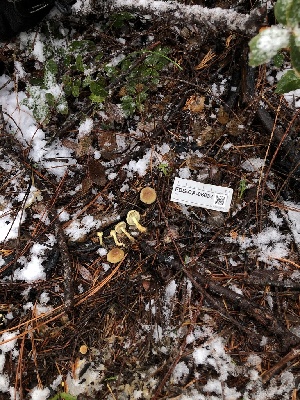  ( - FDS-CA-06632)  @11 [ ] by (2024) Justin Paulin Fungal Diversity Survey