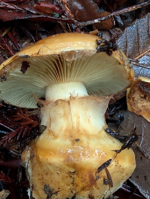  (Calonarius compsus - FDS-CA-09004)  @11 [ ] by-nc (2024) Harte Singer Fungal Diversity Survey